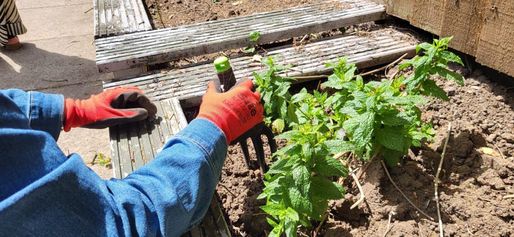 Gardening Volunteer
